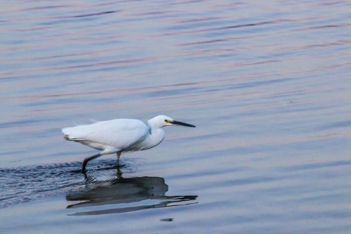 White egret at Suwa lake