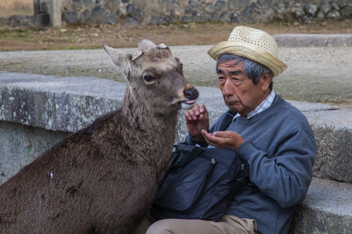 Deer and Japanese man at Nara park