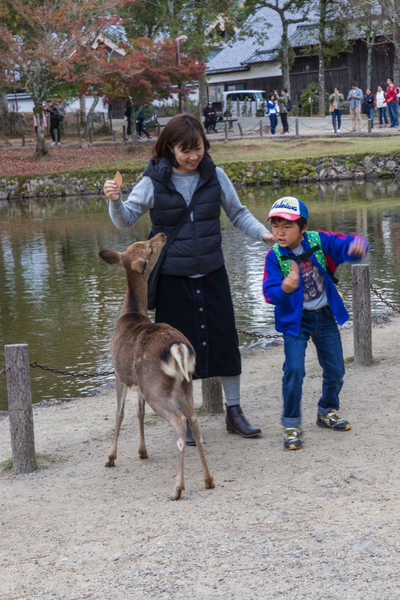 Obnoxious deer at Nara park