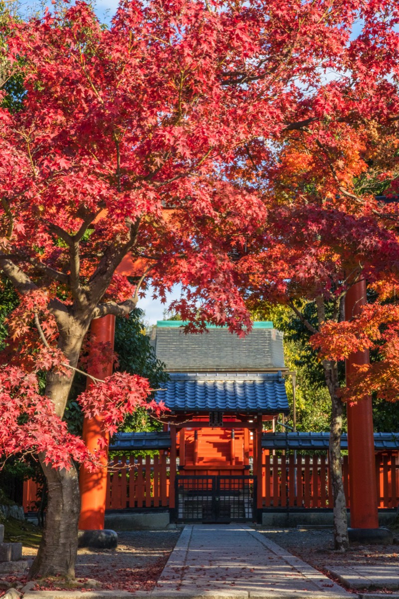 Stunning autumn leaves at Tenryuji Temple
