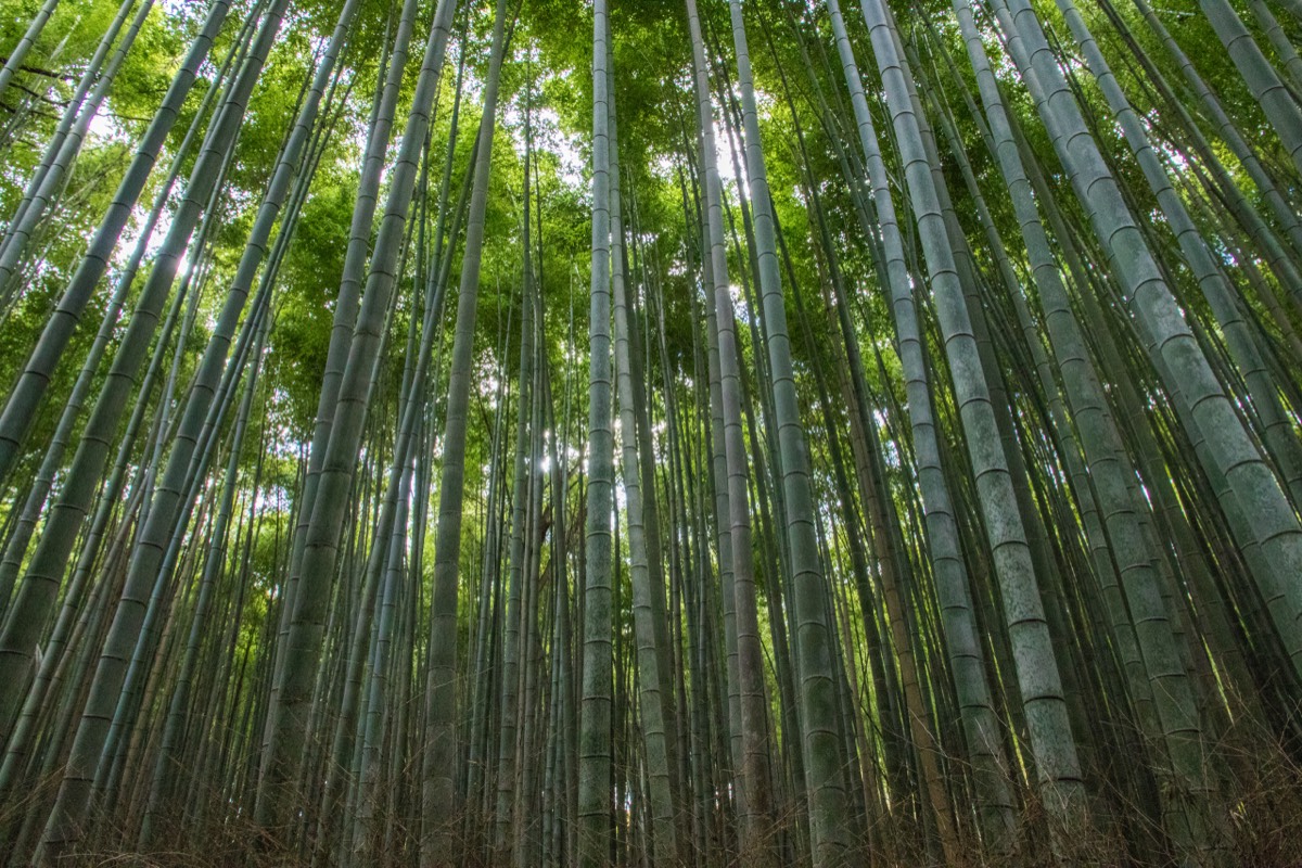 Arashiyama bamboo groove - more!