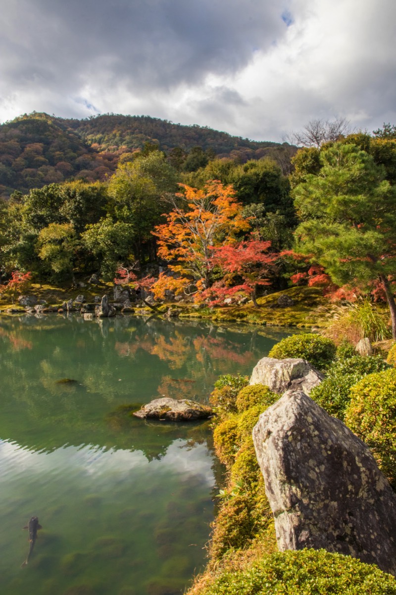 Pond at Tenryuji Temple