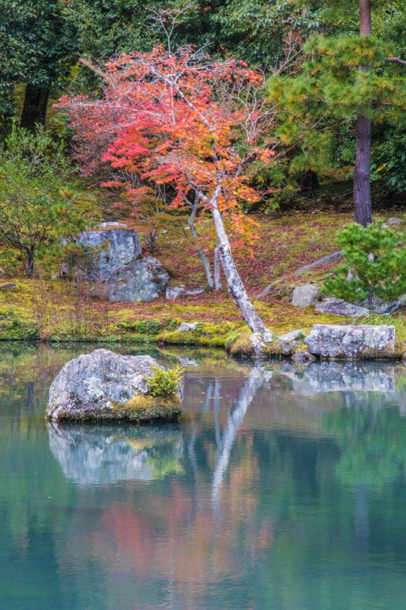 Autumn Zen ....... 