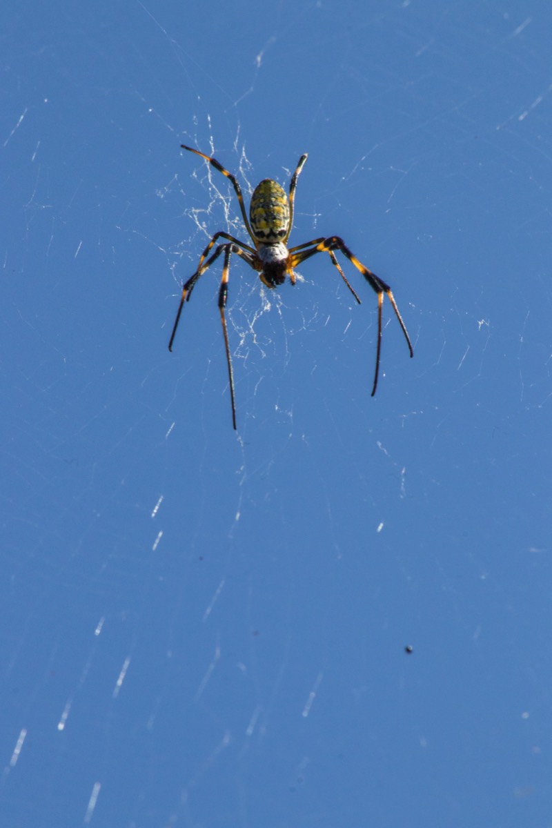 Quite a large spider at Himeji