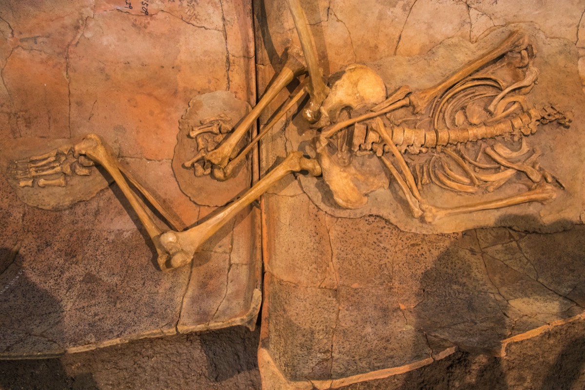 (Replicated) bones from Yayoi burial