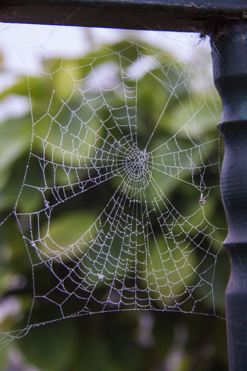 Misty spiderweb