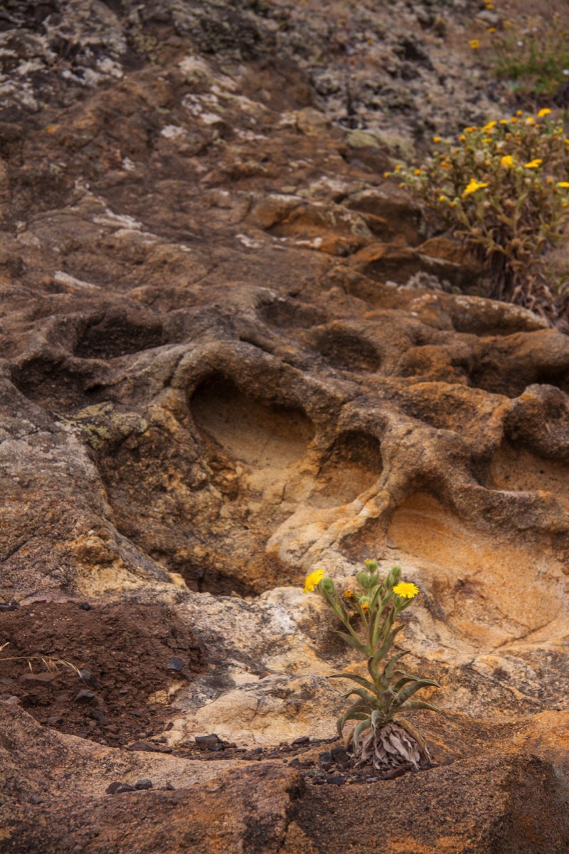 Lava deposits with flowers