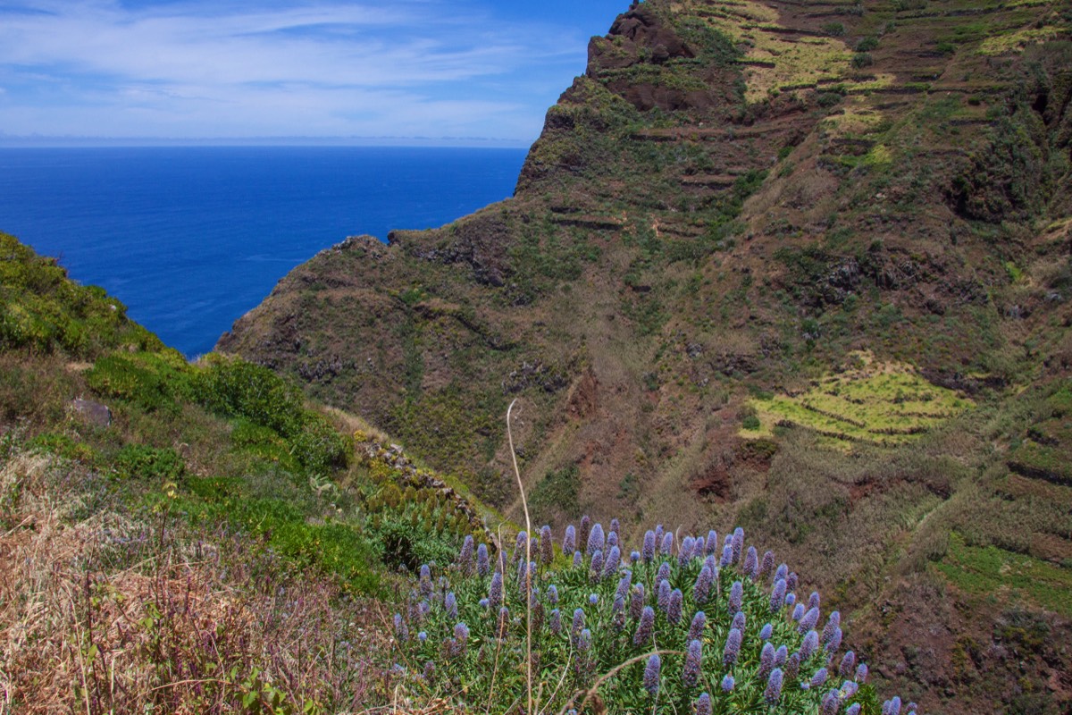Sea and Pride of Madeira (Echium candicans)