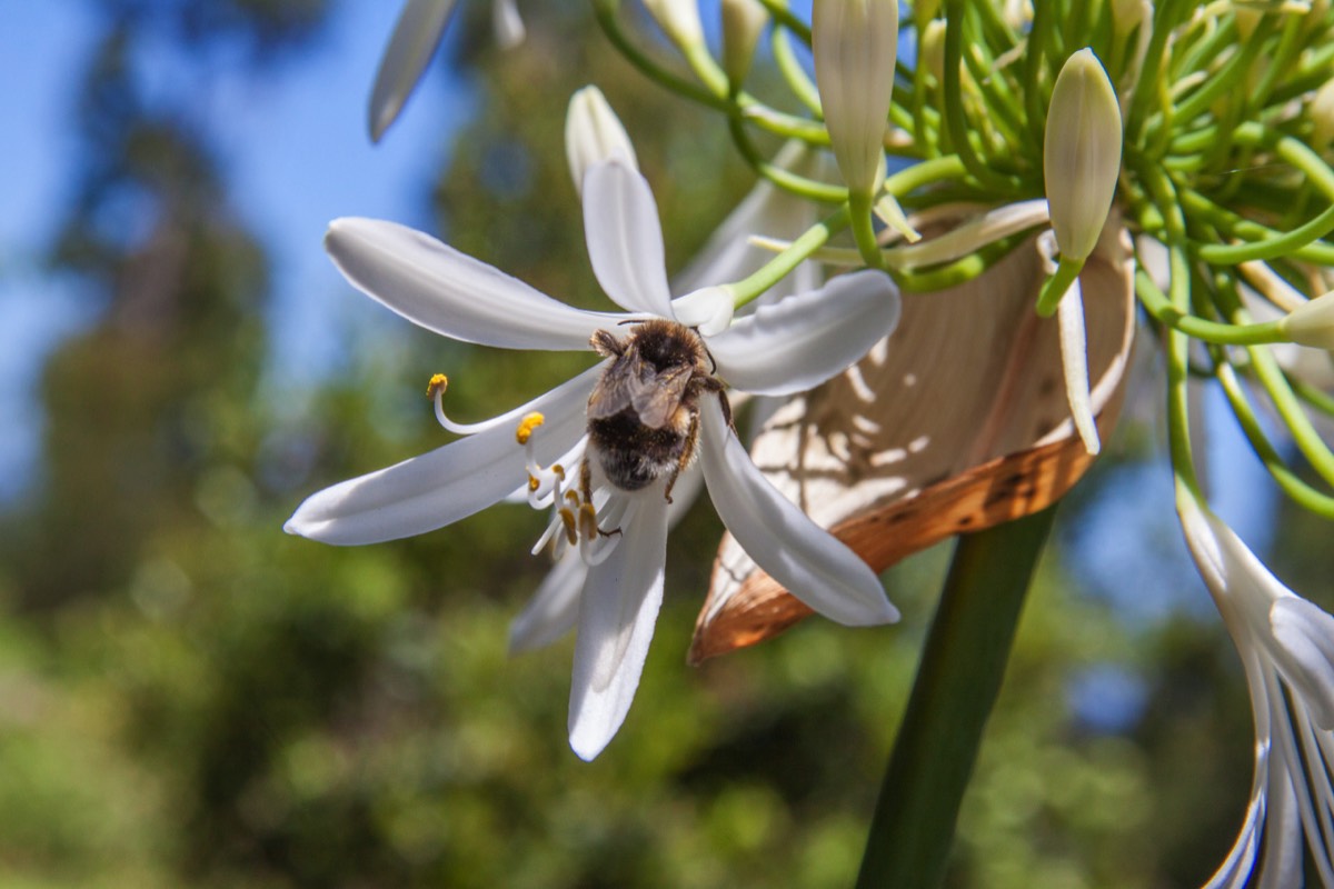 White Agapanthus africanus with bumble bee