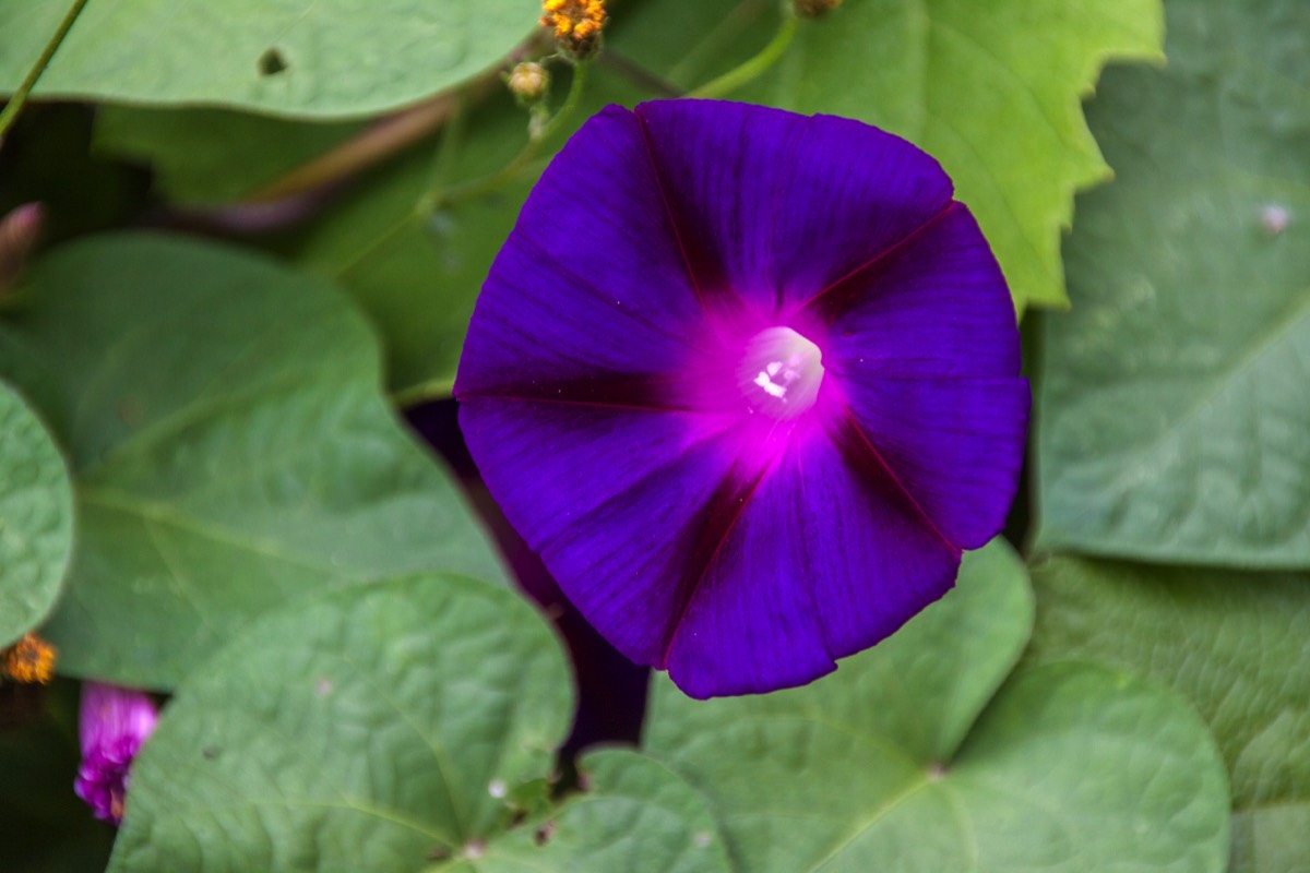 almost fluorescent purple flower