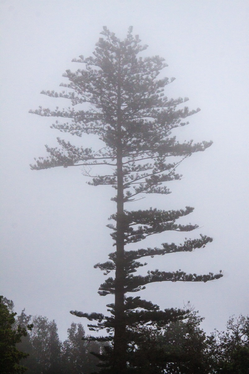 Tree emerging from the fog