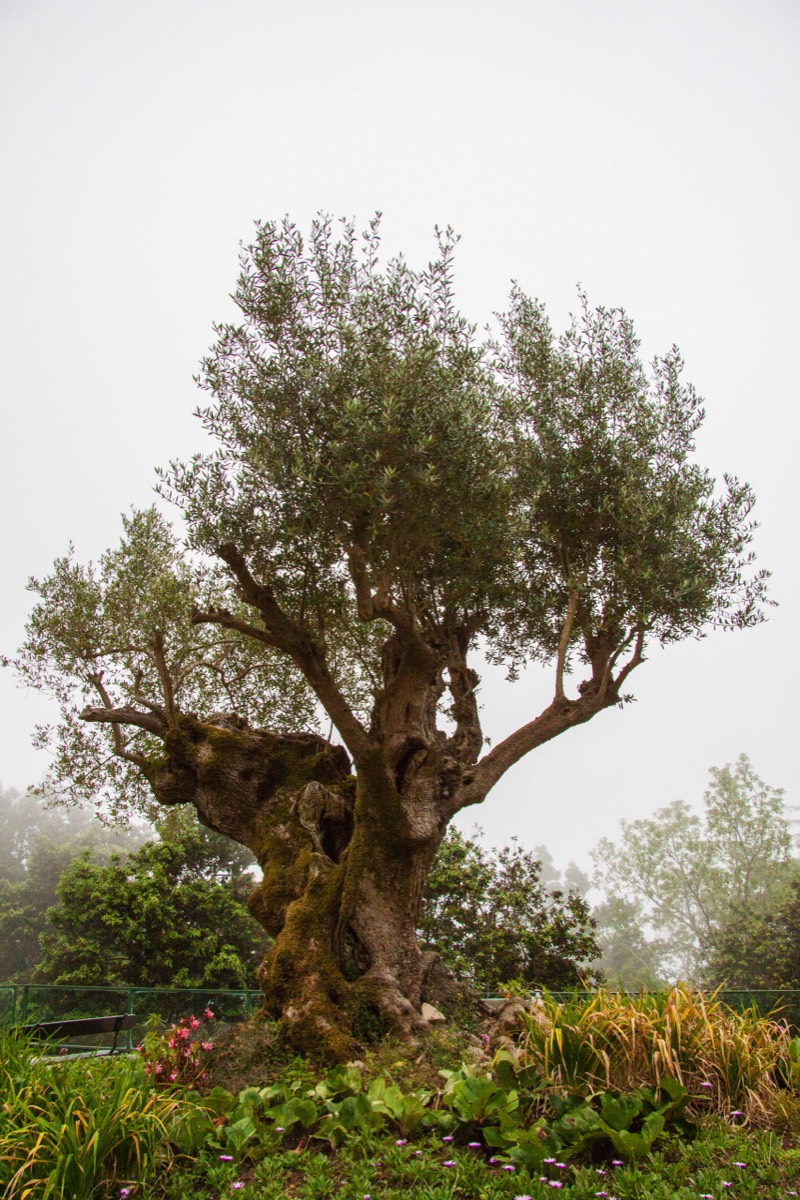 2000+ year old olive tree - a migrant