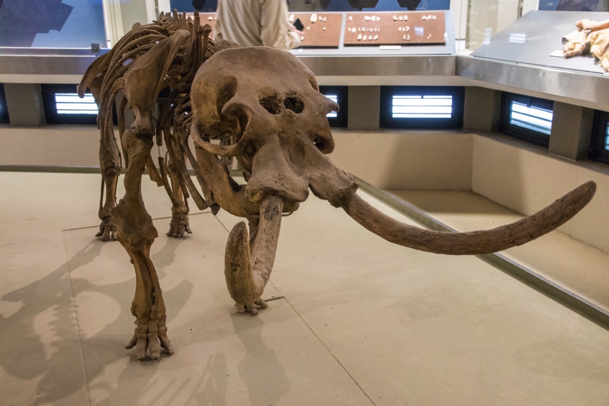 Archeological museum Syracuse - dwarf elephant