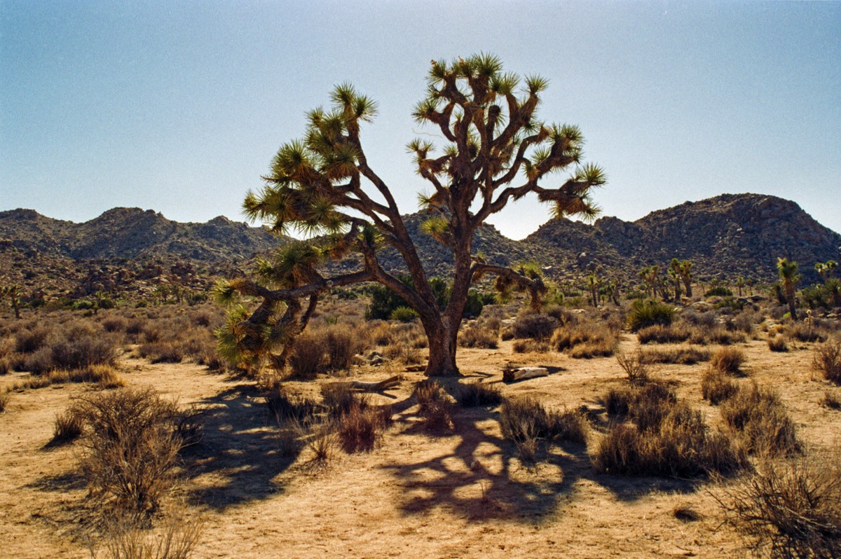 The Joshua Tree.  After U2, but before Breaking Bad
