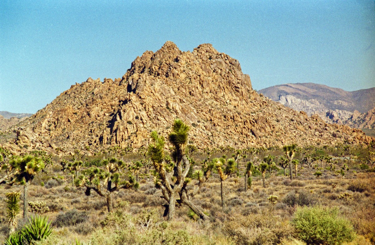 Another view in Joshua Tree National Park