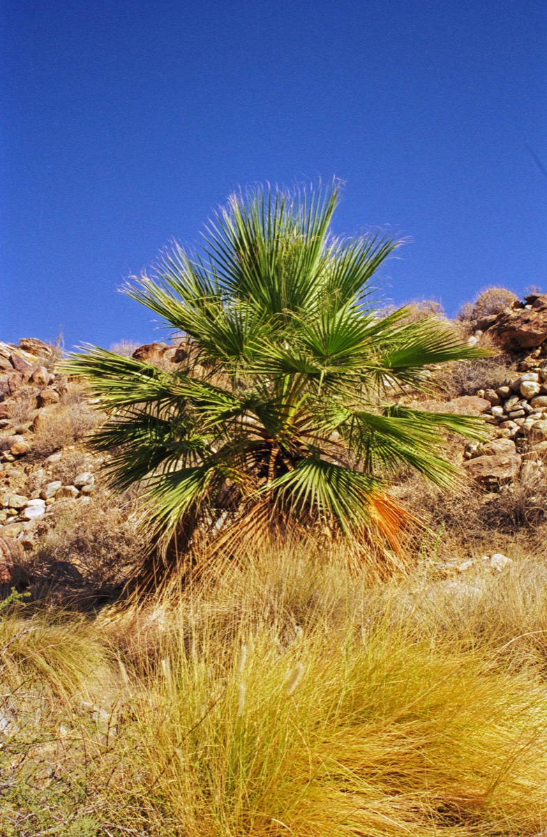 Palm tree in the desert = Oasis?