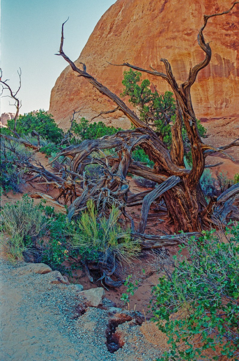 Twisted tree in Arches National Park - Devils Garden