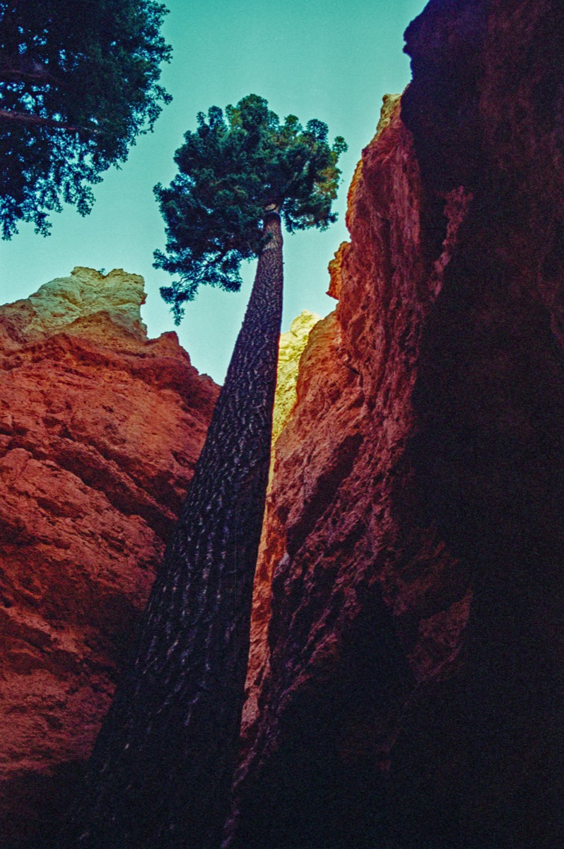 Tall pine tree along Navaho Trail