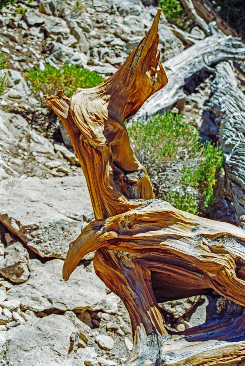 Bristlecone Pine Forest full of sculpted wood