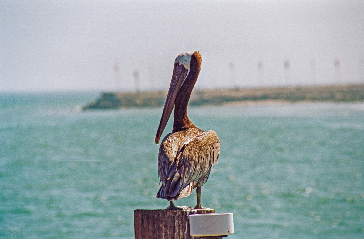 A pelican to wave us goodbye