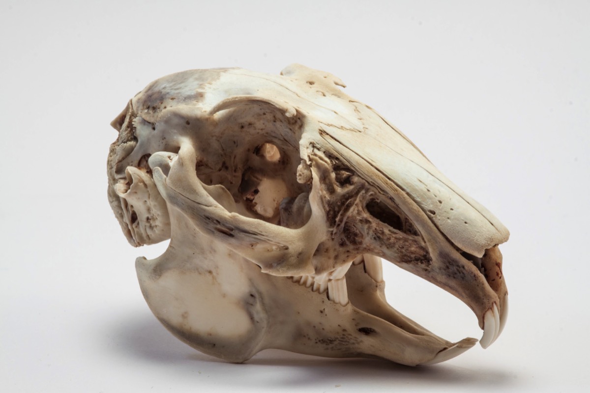 Rabbit skull on a different background