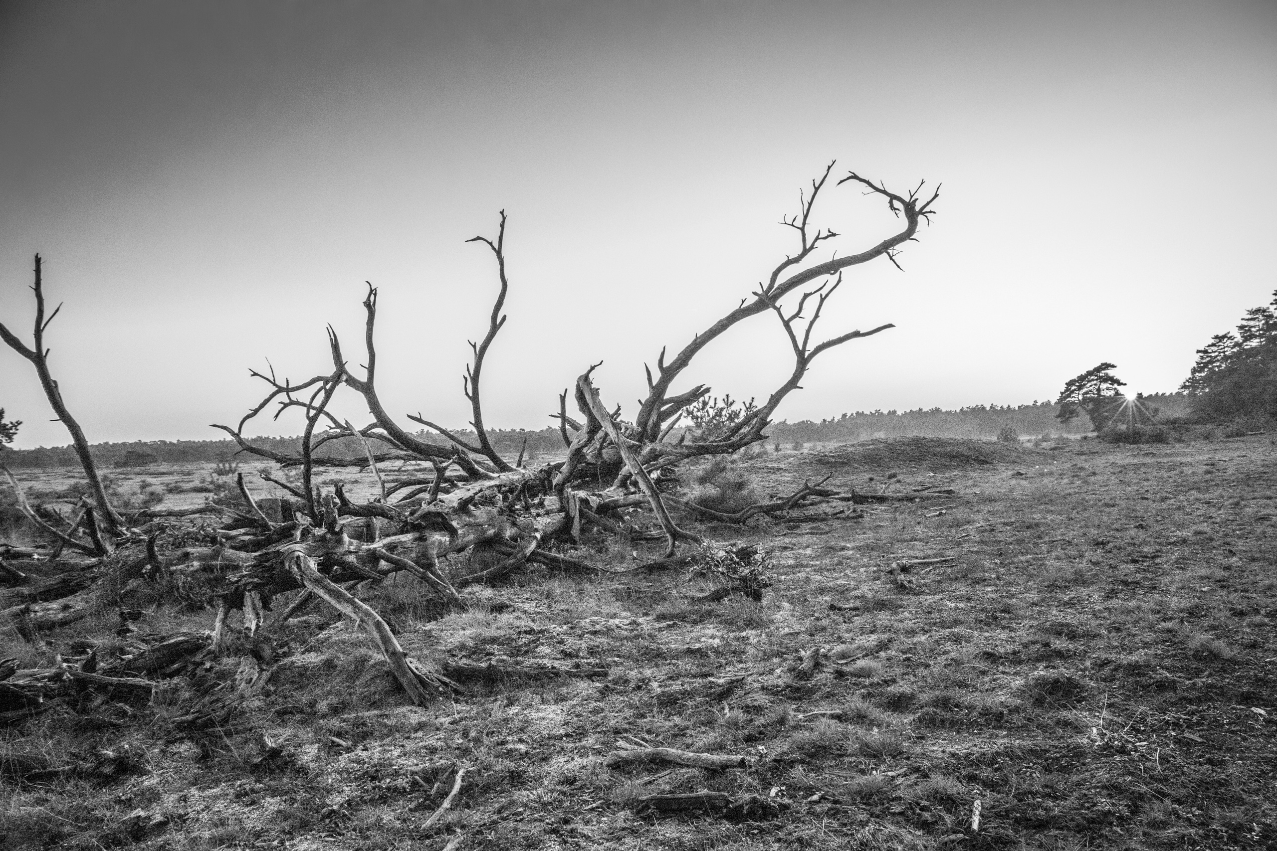 Dead tree in the Netherlands
