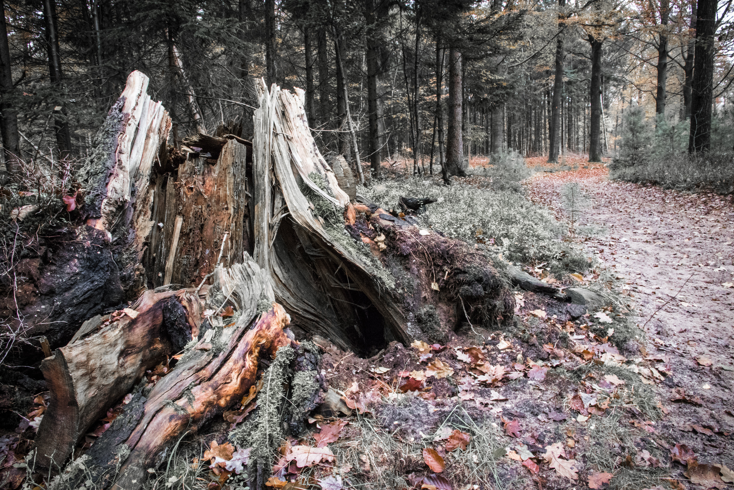 Bleached tree stump, Netherlands